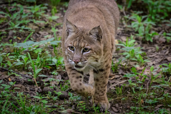 Rabid bobcats are attacking people and pets